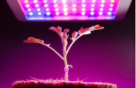 How to use grow lights for indoor plants
